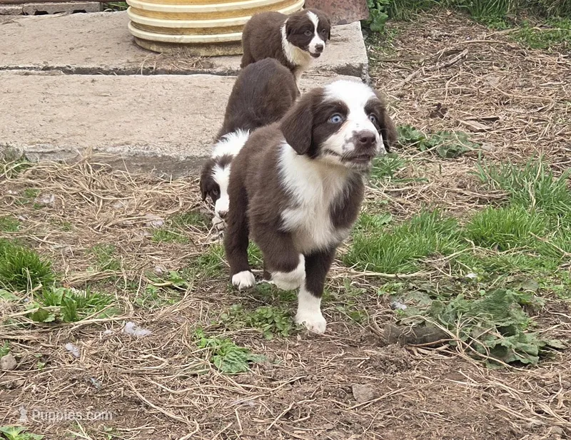 Gadget  – Australian Shepherd puppy for sale in Greentown, PA