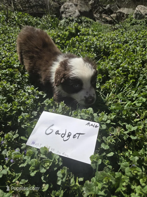 Gadget  – Australian Shepherd puppy for sale in Greentown, PA