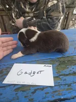 Gadget , a male Australian Shepherd for sale in Greentown, PA – Photo 3 of 7