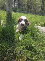 Gadget , a male Australian Shepherd for sale in Greentown, PA – 7 of 10