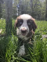 Gadget , a male Australian Shepherd for sale in Greentown, PA – 3 of 10