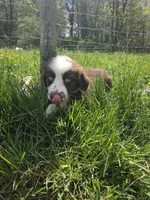 Gadget , a male Australian Shepherd for sale in Greentown, PA – 5 of 10