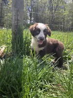 Gadget , a male Australian Shepherd for sale in Greentown, PA – 2 of 10
