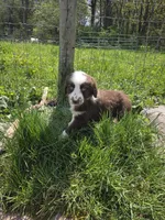 Gadget , a male Australian Shepherd for sale in Greentown, PA – 9 of 10