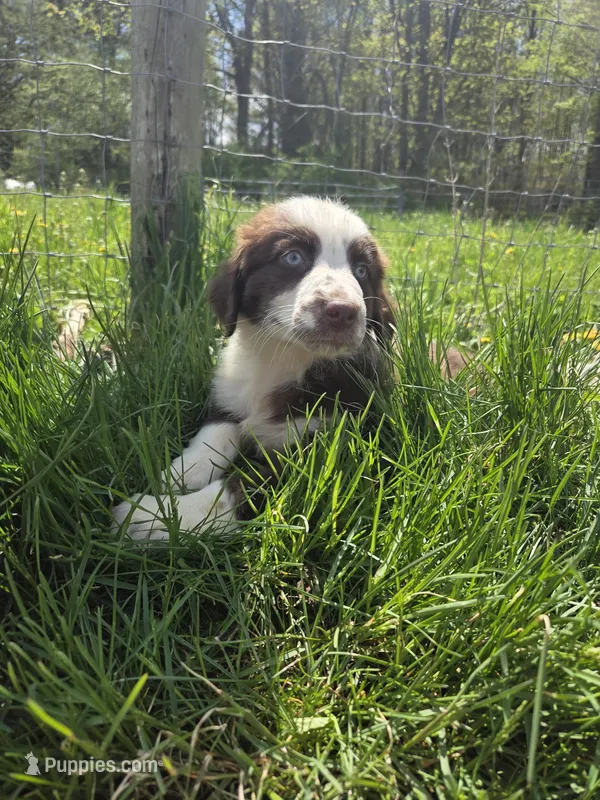 Gadget , a male Australian Shepherd for sale in Greentown, PA – 1 of 10
