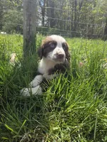 Gadget , a male Australian Shepherd for sale in Greentown, PA – 1 of 10