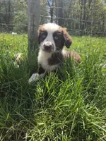 Gadget , a male Australian Shepherd for sale in Greentown, PA – 4 of 10