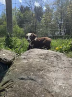 Gadget , a male Australian Shepherd for sale in Greentown, PA – 8 of 10