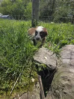 Gadget , a male Australian Shepherd for sale in Greentown, PA – 10 of 10