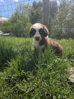 Gadget , a male Australian Shepherd for sale in Greentown, PA – 6 of 10