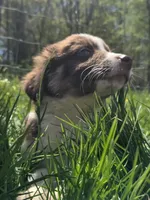Totem , a male Australian Shepherd for sale in Greentown, PA – 1 of 10