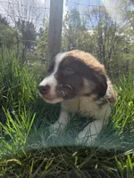 Totem , a male Australian Shepherd for sale in Greentown, PA – 2 of 10