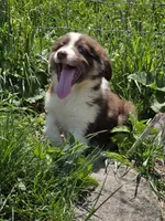 Totem , a male Australian Shepherd for sale in Greentown, PA – 9 of 10