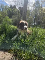 Totem , a male Australian Shepherd for sale in Greentown, PA – 3 of 10