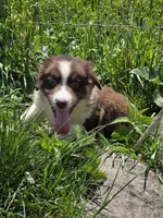 Totem , a male Australian Shepherd for sale in Greentown, PA – 10 of 10