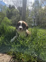 Totem , a male Australian Shepherd for sale in Greentown, PA – 5 of 10