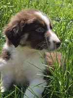 Totem , a male Australian Shepherd for sale in Greentown, PA – 6 of 10