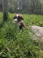 Totem , a male Australian Shepherd for sale in Greentown, PA – 8 of 10