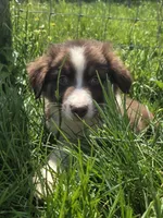 Totem , a male Australian Shepherd for sale in Greentown, PA – 4 of 10