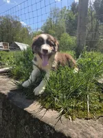 Totem , a male Australian Shepherd for sale in Greentown, PA – 7 of 10