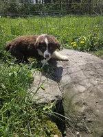 Charm, a male Australian Shepherd for sale in Greentown, PA – 9 of 10