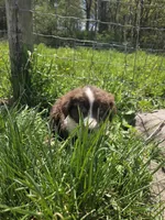 Charm, a male Australian Shepherd for sale in Greentown, PA – 2 of 10