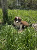 Charm, a male Australian Shepherd for sale in Greentown, PA – 3 of 10