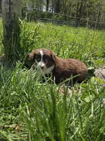 Charm, a male Australian Shepherd for sale in Greentown, PA – 5 of 10