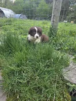 Charm, a male Australian Shepherd for sale in Greentown, PA – 4 of 10