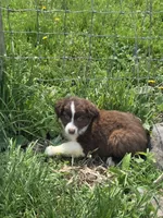 Charm, a male Australian Shepherd for sale in Greentown, PA – 6 of 10