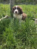 Charm, a male Australian Shepherd for sale in Greentown, PA – 8 of 10