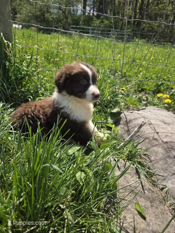 Charm – Australian Shepherd puppy on hold in Greentown, PA