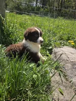 Charm, a male Australian Shepherd for sale in Greentown, PA – 1 of 10