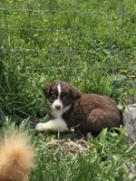 Charm, a male Australian Shepherd for sale in Greentown, PA – 7 of 10