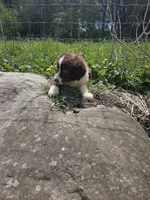Charm, a male Australian Shepherd for sale in Greentown, PA – 10 of 10