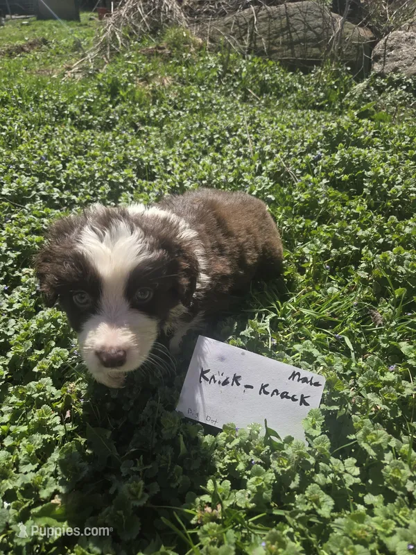 Knick knack  – Australian Shepherd puppy for sale in Greentown, PA