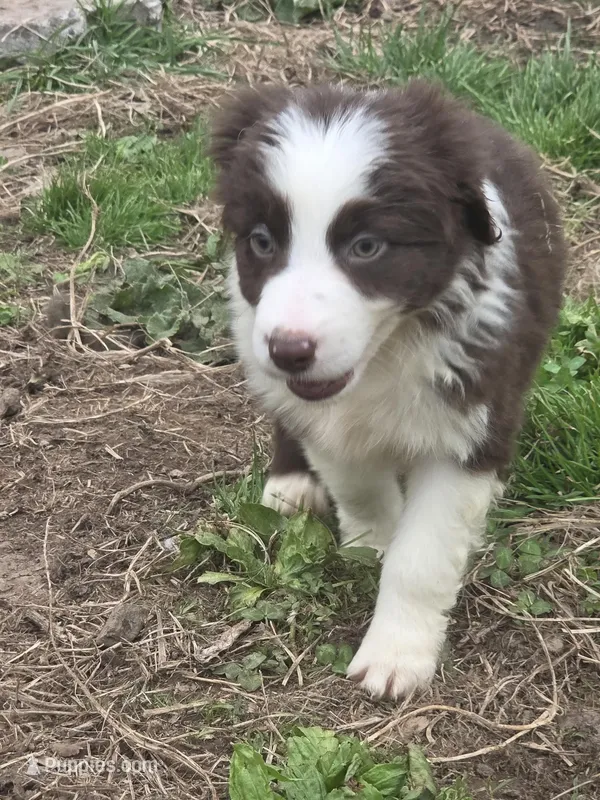 Knick knack  – Australian Shepherd puppy for sale in Greentown, PA