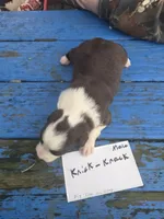 Knick knack , a male Australian Shepherd for sale in Greentown, PA – Photo 4 of 7