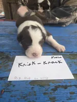 Knick knack , a male Australian Shepherd for sale in Greentown, PA – Photo 3 of 7