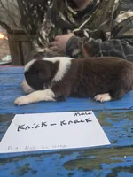 Knick knack , a male Australian Shepherd for sale in Greentown, PA – Photo 5 of 7