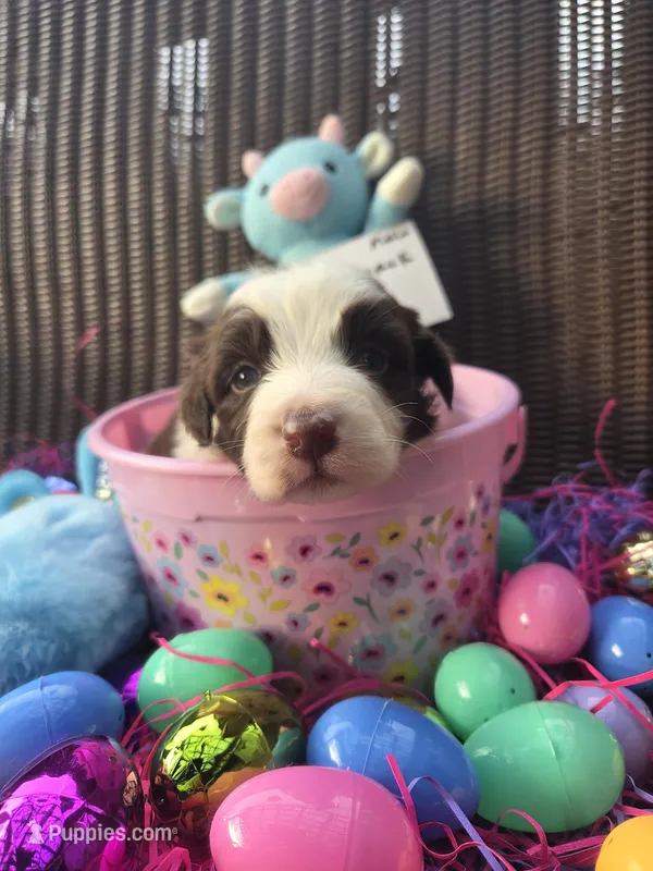 Knick knack  – Australian Shepherd puppy for sale in Greentown, PA