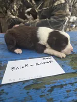 Knick knack , a male Australian Shepherd for sale in Greentown, PA – Photo 2 of 7