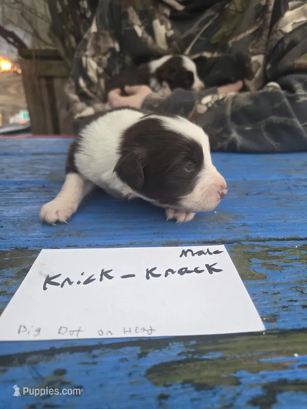 Knick knack  – Australian Shepherd puppy for sale in Greentown, PA
