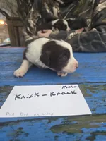 Knick knack , a male Australian Shepherd for sale in Greentown, PA – Photo 1 of 7