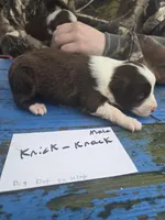 Knick knack , a male Australian Shepherd for sale in Greentown, PA – Photo 7 of 7