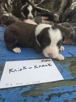 Knick knack , a male Australian Shepherd for sale in Greentown, PA – Photo 6 of 7