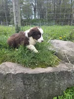Knick-Knack , a male Australian Shepherd for sale in Greentown, PA – 9 of 10