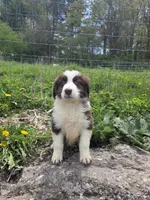 Knick-Knack , a male Australian Shepherd for sale in Greentown, PA – 3 of 10