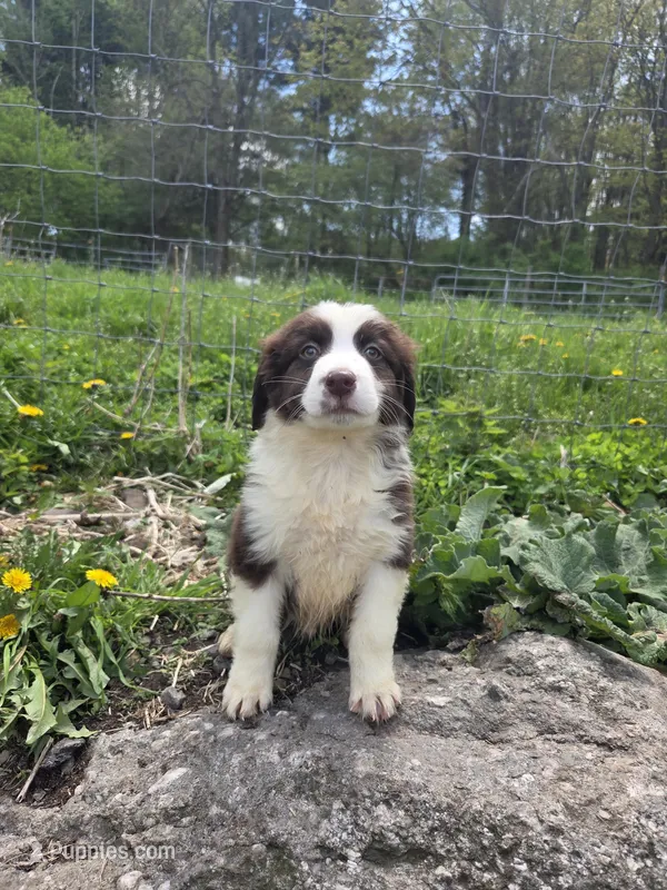 Knick-Knack , a male Australian Shepherd for sale in Greentown, PA – 1 of 10