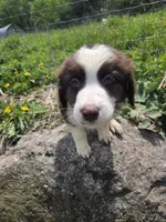 Knick-Knack , a male Australian Shepherd for sale in Greentown, PA – 2 of 10